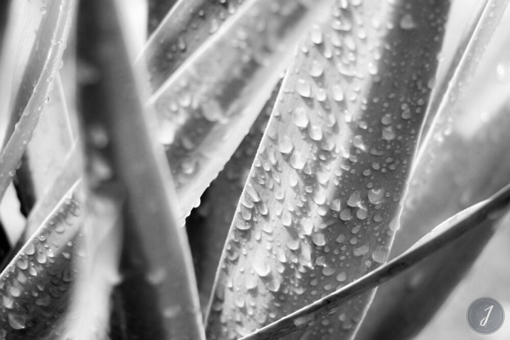 After Rain - Saint-Barthélemy - 2016