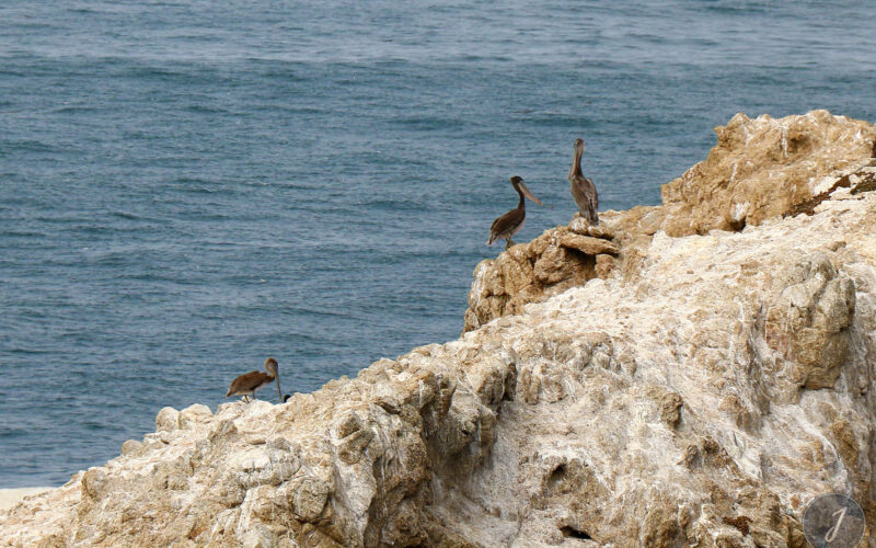 Réserve Point Lobos - Californie - USA - 2017