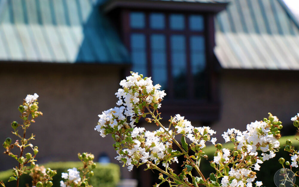 Francis Ford Coppola Winery - Napa Valley - Californie - USA - 2017