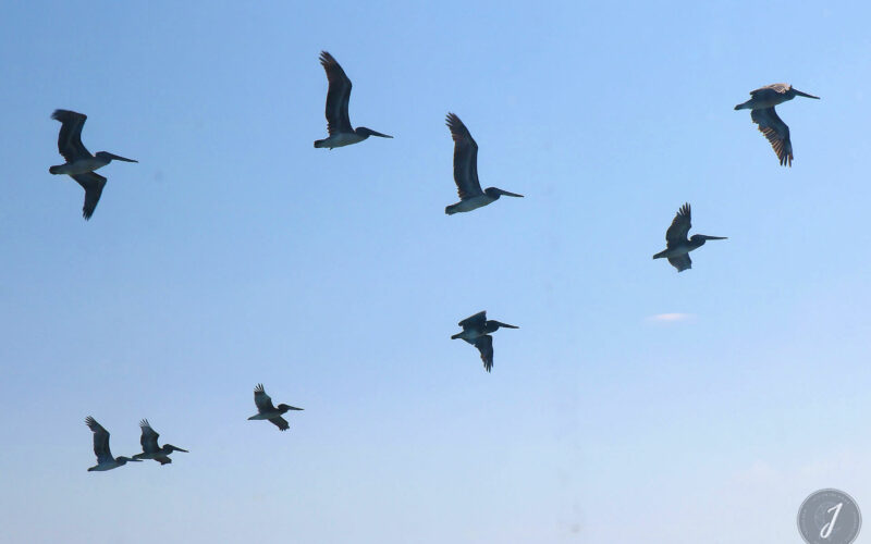 San Francisco - Californie - USA - 2017