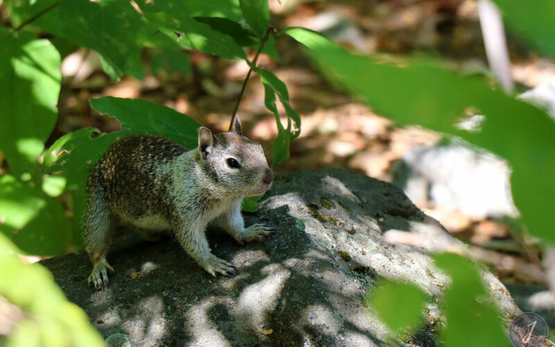 Yosemite Park - Californie - USA - 2017
