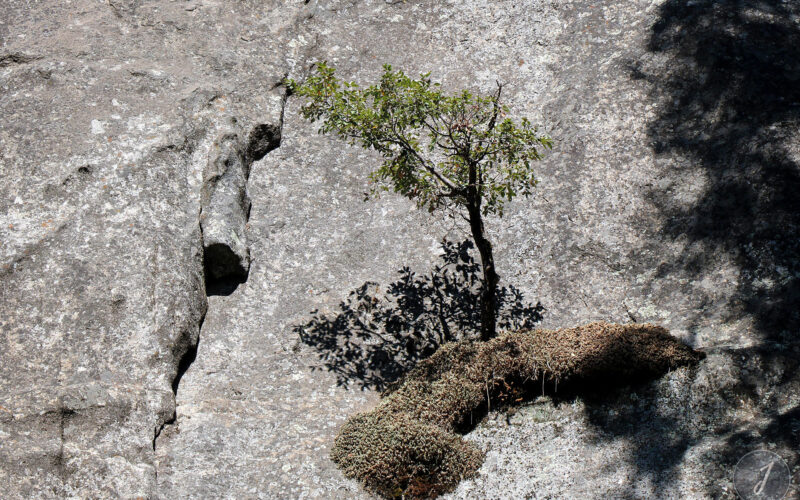 Yosemite Park - Californie - USA - 2017