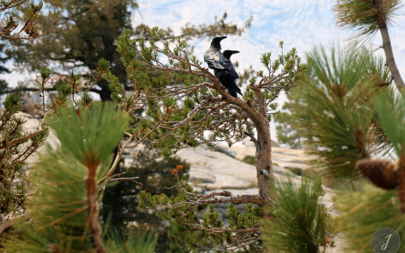 Yosemite Park - Californie - USA - 2017