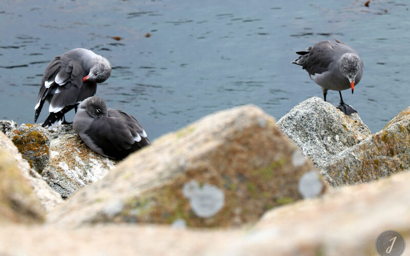 Réserve Point Lobos - Californie - USA - 2017