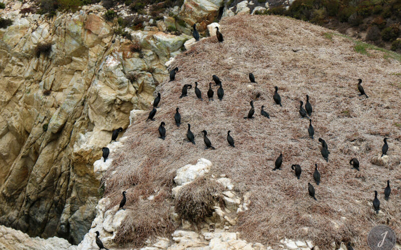 Réserve Point Lobos - Californie - USA - 2017