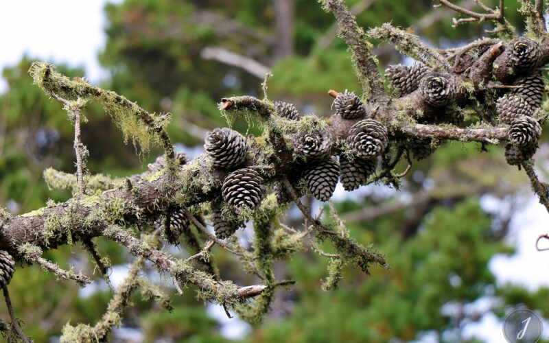 Réserve Point Lobos - Californie - USA - 2017