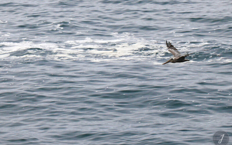Réserve Point Lobos - Californie - USA - 2017