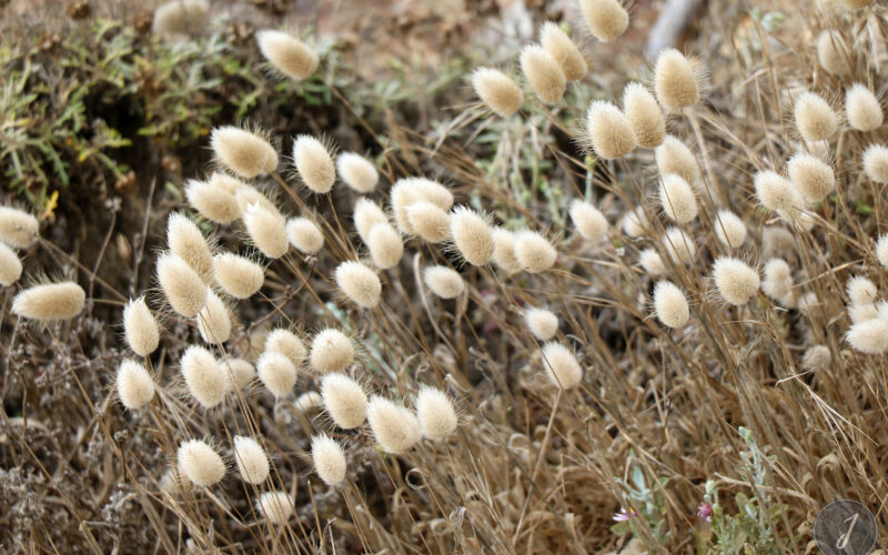 Réserve Point Lobos - Californie - USA - 2017