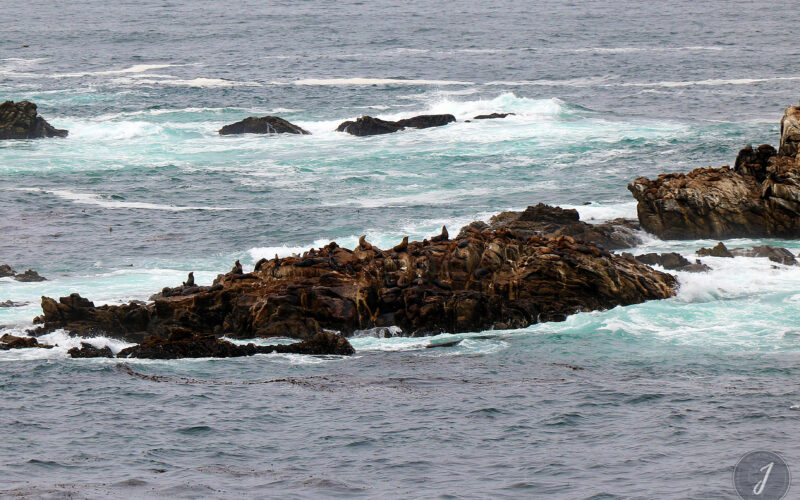 Réserve Point Lobos - Californie - USA - 2017