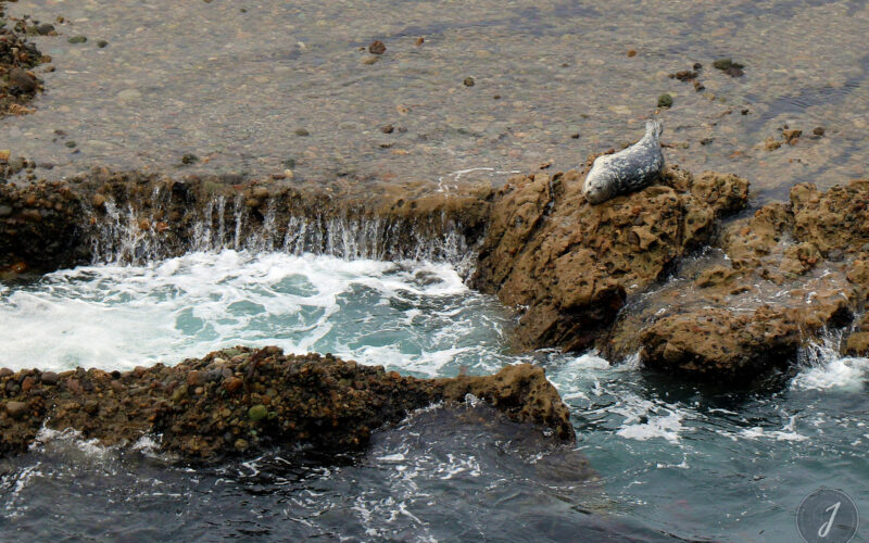 Réserve Point Lobos - Californie - USA - 2017