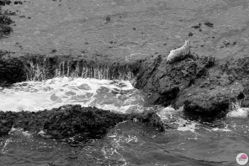 Mon Road Trip californien : Point Lobos State Reserve