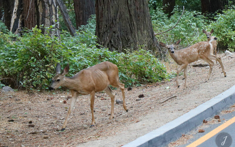Yosemite Park - Californie - USA - 2017