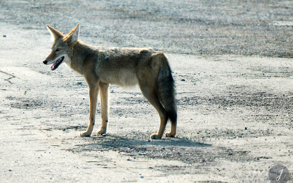 Death Valley Park - Nevada - USA - 2017