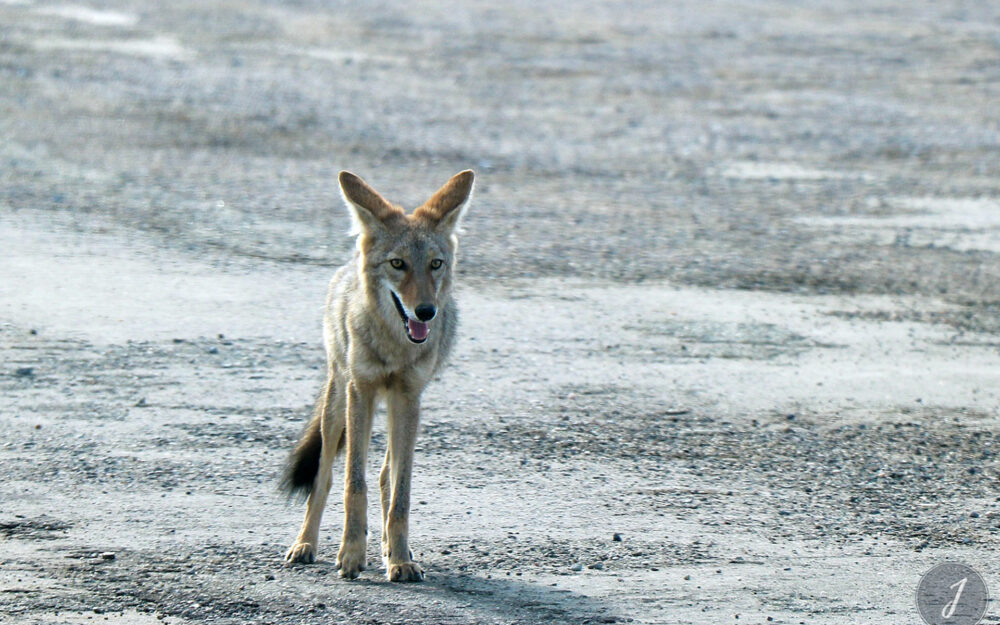 Death Valley Park - Nevada - USA - 2017