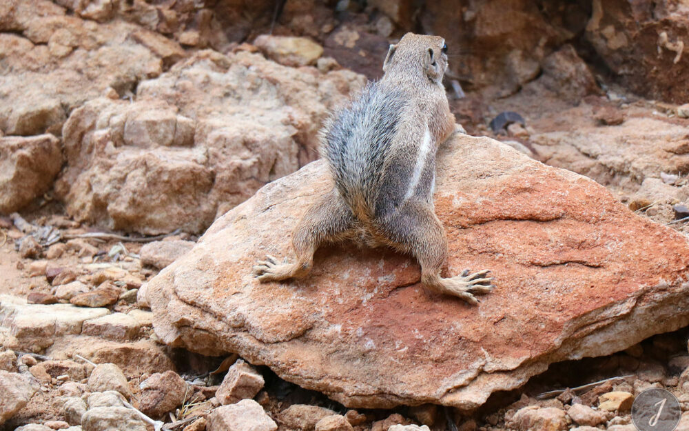 Grand Canyon Park - Arizona - USA - 2017