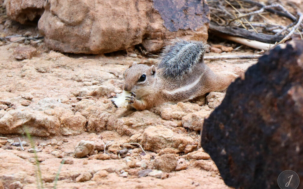 Grand Canyon Park - Arizona - USA - 2017