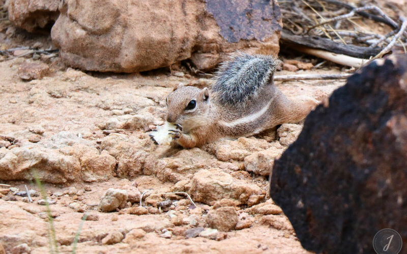 Grand Canyon Park - Arizona - USA - 2017