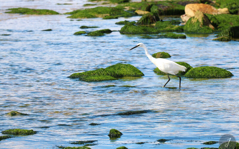 Plage du Fort Bloqué - Bretagne - 2016