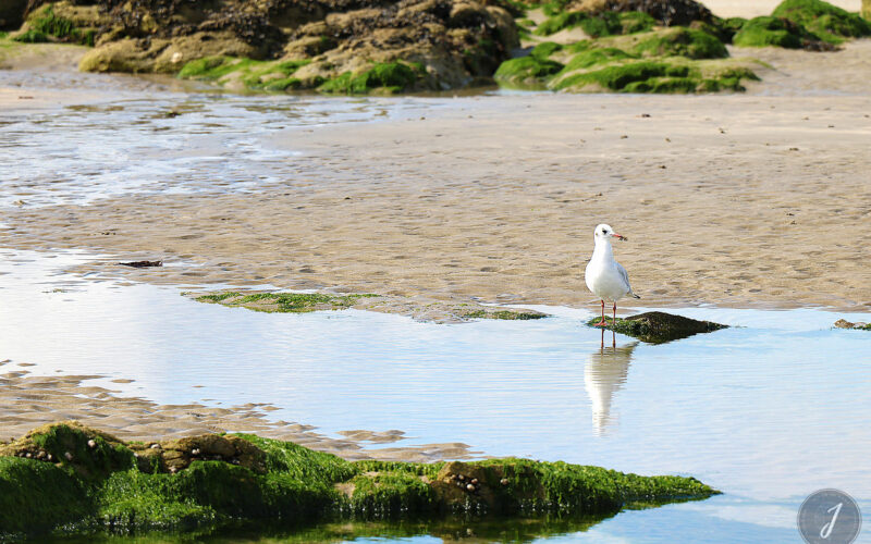 Plage du Fort Bloqué - Bretagne - 2016