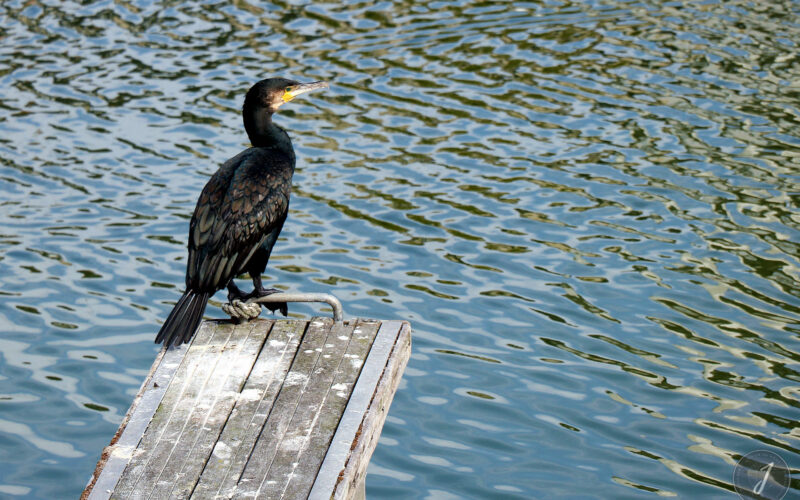Concarneau - Bretagne - 2016