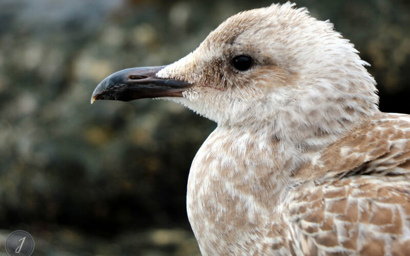 Saint-Malo - Bretagne - 2016