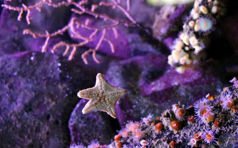 Océanopolis - Bretagne - 2016