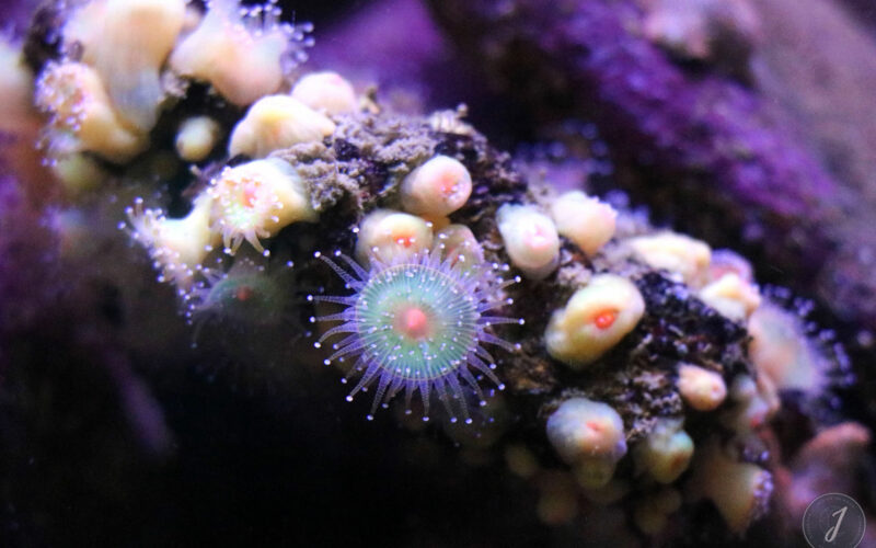 Océanopolis - Bretagne - 2016