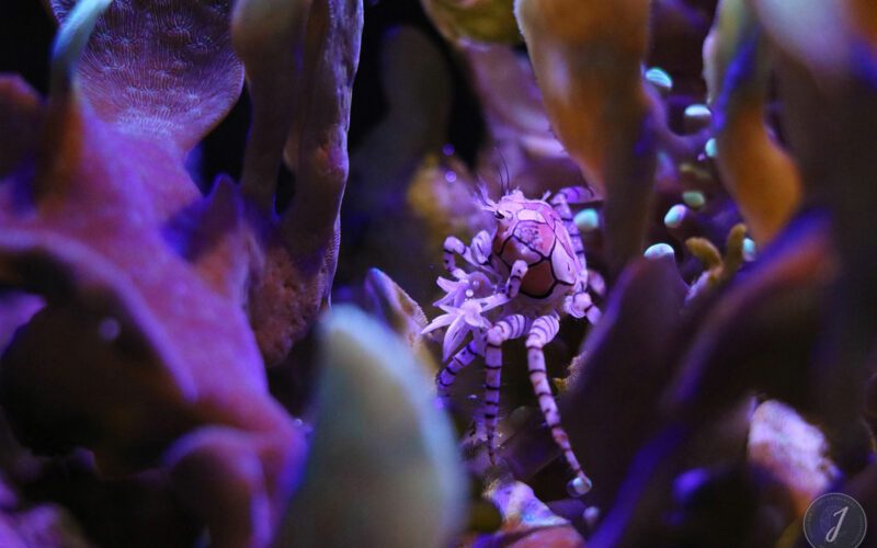 Océanopolis - Bretagne - 2016