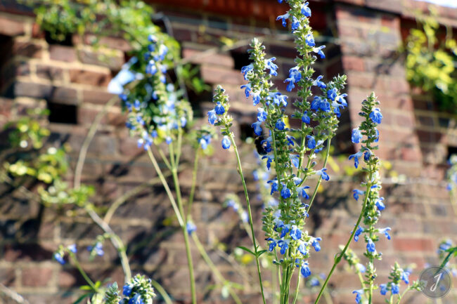Kew Gardens - Londres - 2016