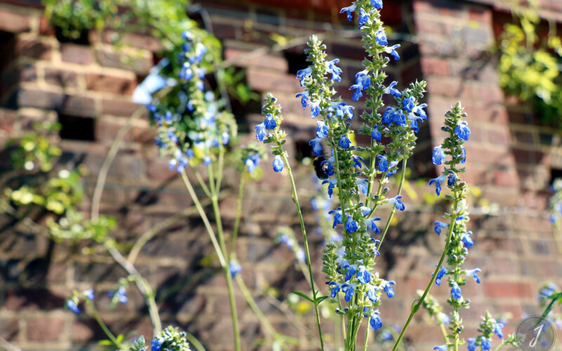 Kew Gardens - Londres - 2016