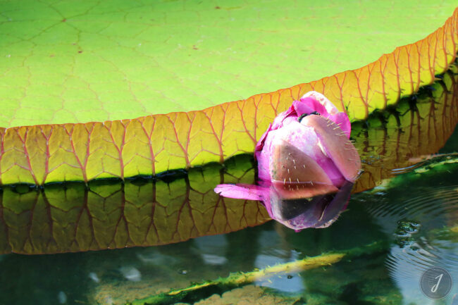 Kew Gardens - Londres - 2016