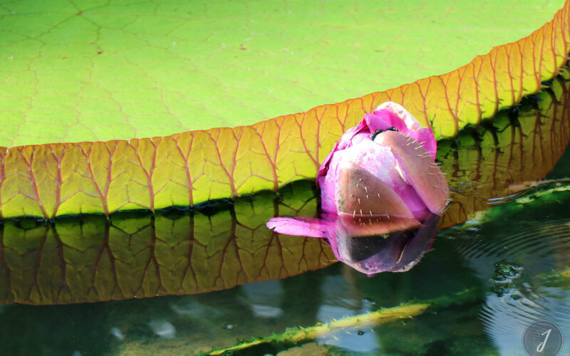 Kew Gardens - Londres - 2016