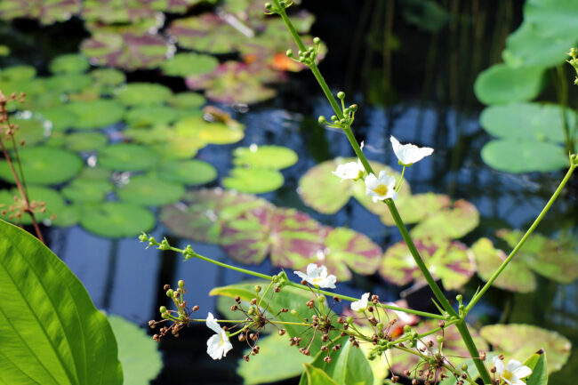 Kew Gardens - Londres - 2016