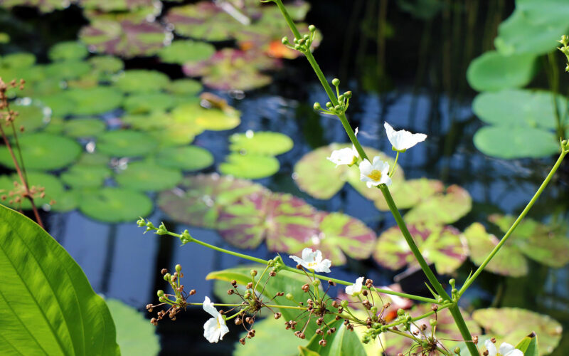 Kew Gardens - Londres - 2016