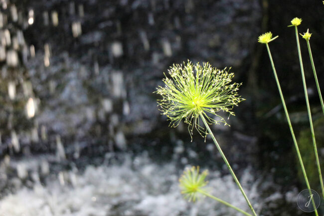 Kew Gardens - Londres - 2016