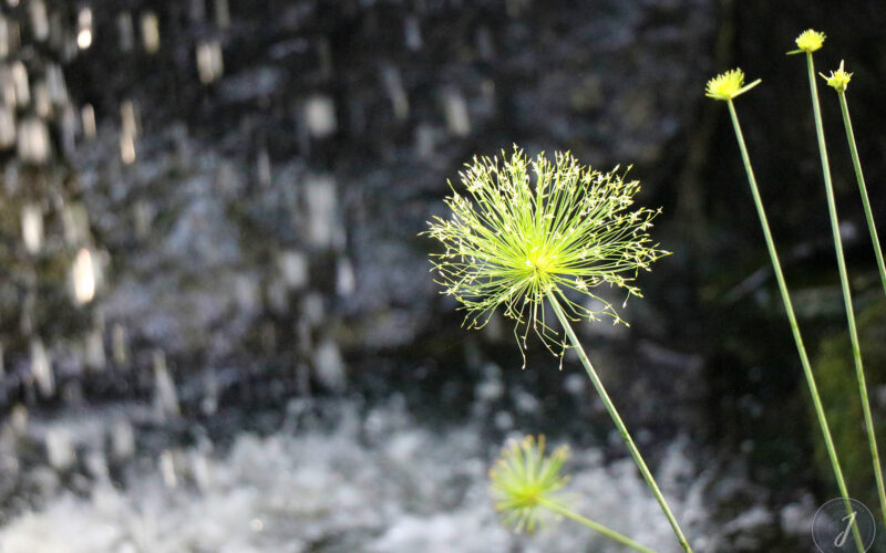 Kew Gardens - Londres - 2016
