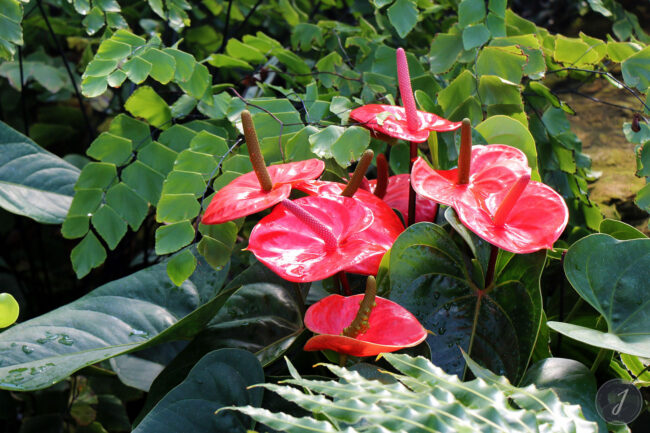 Kew Gardens - Londres - 2016