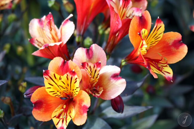 Kew Gardens - Londres - 2016