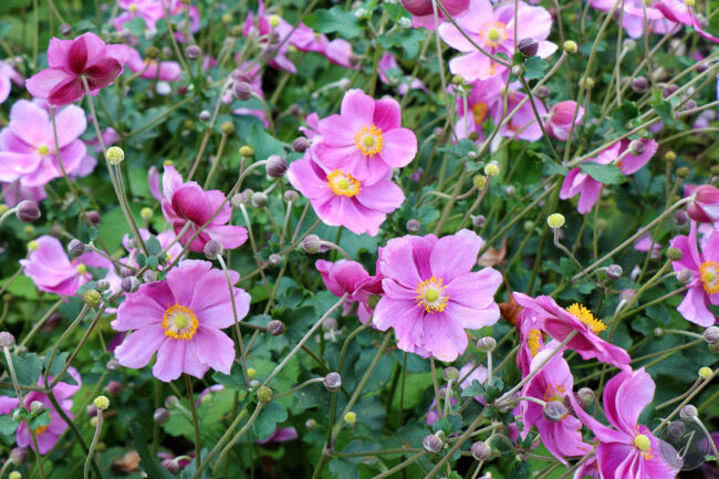 Kew Gardens - Londres - 2016