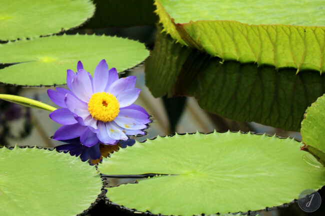 Kew Gardens - Londres - 2016