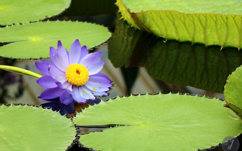 Kew Gardens - Londres - 2016