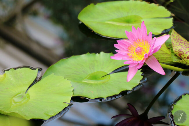 Kew Gardens - Londres - 2016
