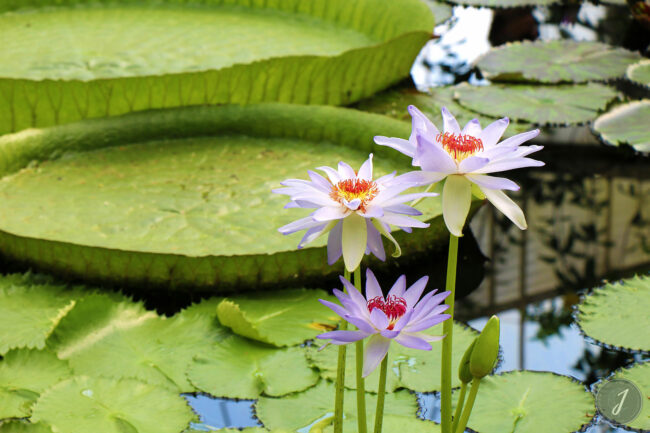Kew Gardens - Londres - 2016