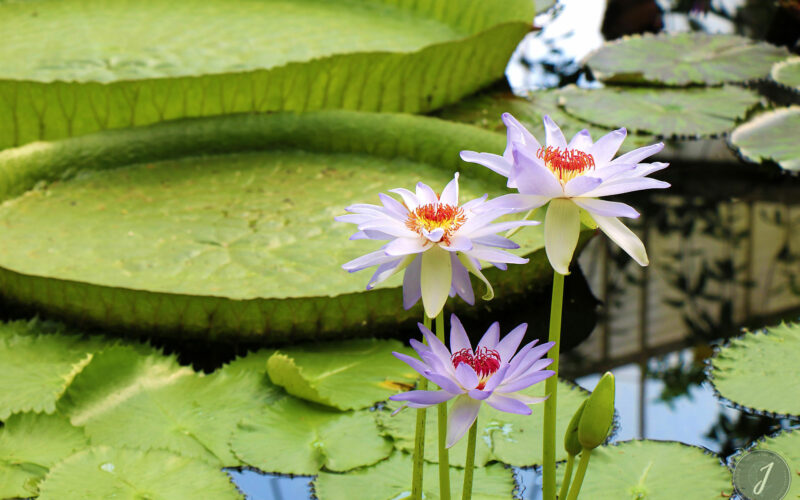 Kew Gardens - Londres - 2016