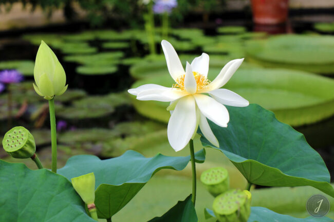 Kew Gardens - Londres - 2016