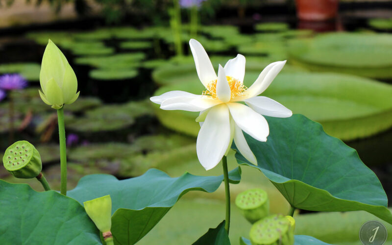 Kew Gardens - Londres - 2016