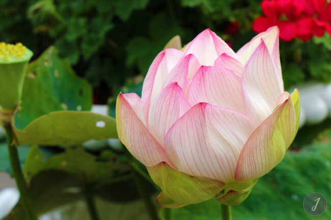 Kew Gardens - Londres - 2016