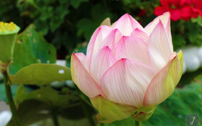 Kew Gardens - Londres - 2016
