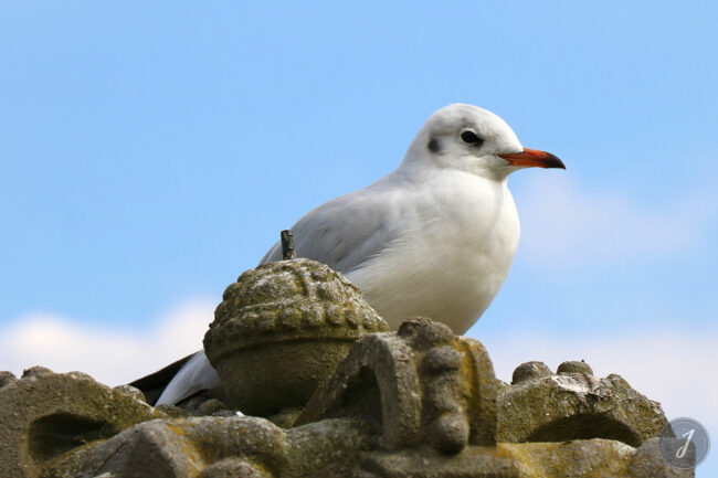 Kew Gardens - Londres - 2016