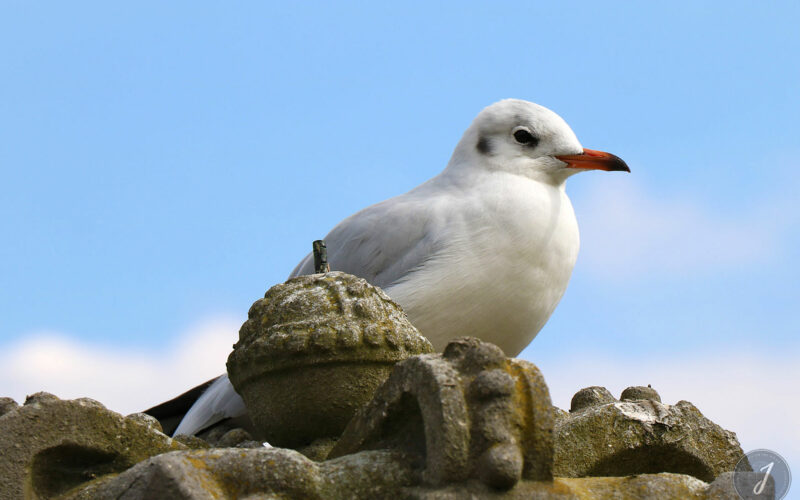 Kew Gardens - Londres - 2016